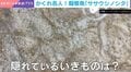 もはや“砂そのもの”!? 水族館が投稿した“超難問”「ひっそりと潜む“完全擬態魚”」に「全然気づけなかった」「これはわからん！」と反響
