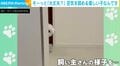 そ〜っと「大丈夫?」空気を読める優しい犬に、飼い主が感激「生存確認しに来てくれるの愛」