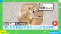 ちょっとショック!? 柴犬の初めてプールに挑戦する姿が「堂々たる冷やしわんこかわいいです」と反響