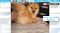 「だって眠いんだもん」しっぽで遊んでも、無視して寝る犬に「これが日常なんだろうな…w」と反響