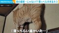 驚きの薄さを実現した猫 歩く“壁画”と化した姿が薄っぺらすぎると話題