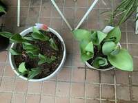 デヴィ夫人『お庭のチューリップが花開きました♪』