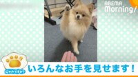 【映像】愛くるしいポメラニアンの“お手”七変化