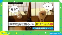 【映像】『タスケテ…』動けなくなるまでの一部始終