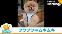 【映像】“マッスルポーズ”をキメる犬(複数ショット)