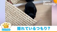 【映像】不器用な“かくれんぼ”をする猫