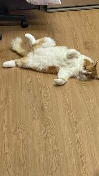 キャシー中島『今日は何もないオフの日』