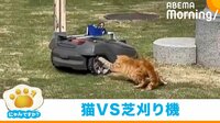 猫がロボット芝刈り機に先制パンチ! KOしたかと思いきや…まさかの展開に