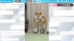 大好きなはずのボールに目もくれず…服を着せられた柴犬の“テンション爆下がり状態”がかわいすぎると話題に