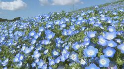 関東で25℃超え　夏日続出も“青のじゅうたん”めがけ…汗だく“ネモフィラダッシュ”