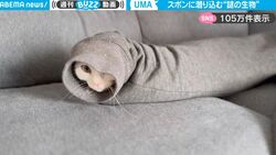 脱ぎたてのズボンに潜む謎の生き物…狭いところが大好きな猫のかわいすぎる姿に反響「これは笑う」「別の生き物かと」