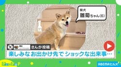 ちょっとショック!? 柴犬の初めてプールに挑戦する姿が「堂々たる冷やしわんこかわいいです」と反響
