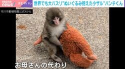 「CNNやBBCからも…」世界でも大バズり“パンチくん”のストーリー 飼育員が明かす“オランウータンママ”誕生秘話「キリンも試した」