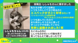 「盗難にあいました」子猫の“華麗なる犯行”に称賛の声「ネコババ」「こんなドロボウなら大歓迎」