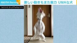 「素手では勝てそうもない」「ボス戦開始ですね」 “うちで確認されたUMA”な1枚に反響