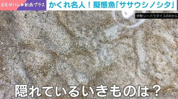 ササウシノシタが隠れている様子