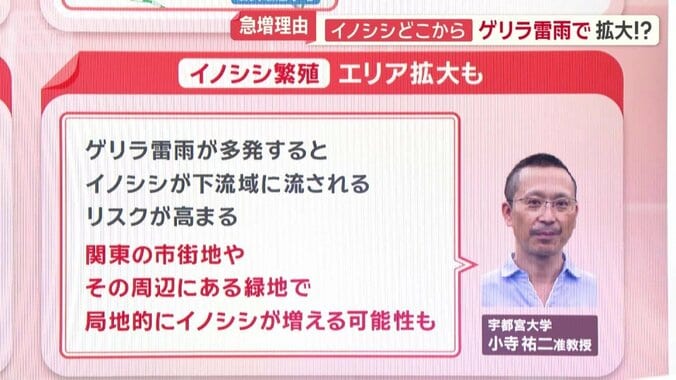 イノシシ繁殖　エリア拡大も