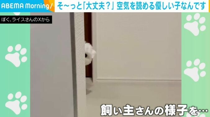 犬のライスくん