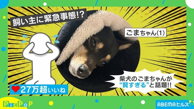 「トイレ漏れそう」な飼い主のピンチに柴犬が感動の対応 「お利口さん」「約束守ってる」と称賛の声 1枚目