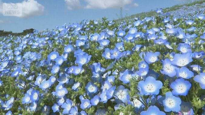 関東で25℃超え　夏日続出も“青のじゅうたん”めがけ…汗だく“ネモフィラダッシュ” 1枚目