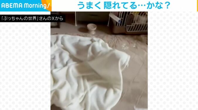 ペキニーズのぷてぃーちゃん