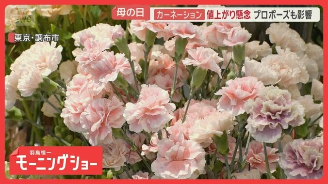 母の日カーネーション値上がりも　ホルムズ海峡封鎖で及ぶ影響　原油高騰の長期化懸念 1枚目