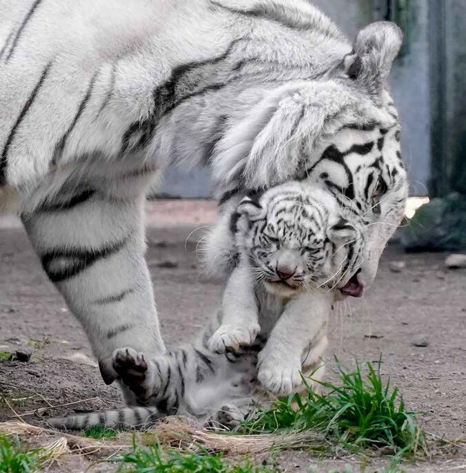 ホワイトタイガーの写真集『とらのこ』の発売即重版が決定 「癒される」「尊くて泣けてくる」と話題 4枚目