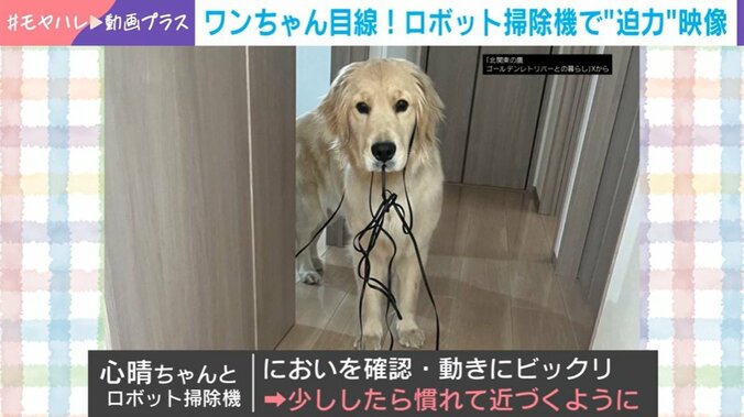 ゴールデンレトリバー