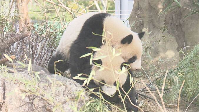 上野動物園パンダ舎解体へ　約50年間の歴史に終止符　再び日本にパンダ来る可能性は？ 1枚目