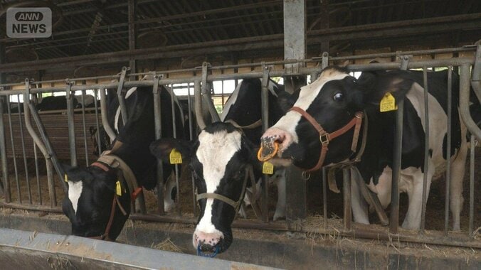 円安などで牛肉価格高騰　役割終えた乳牛までもが業者間で取り合いに 1枚目