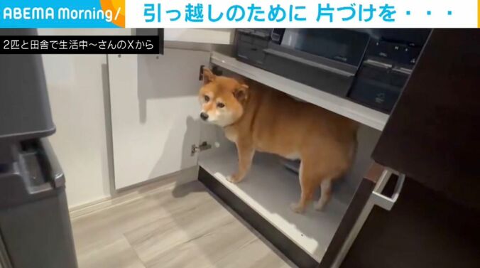 柴犬のぽちちゃん