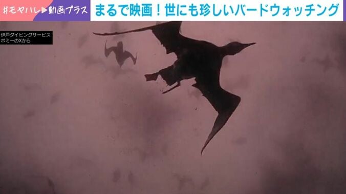 ハシボソミズナギドリ