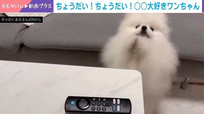 ポメラニアンのくま太くん