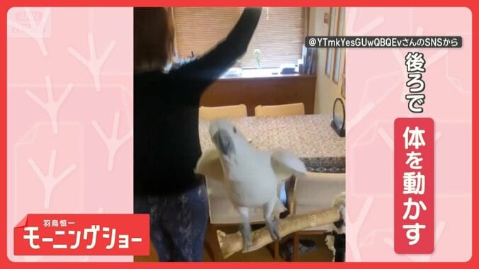 飼い主さんと一緒にノリノリ！　ダンシングオウムさん　エクササイズを楽しんでる？ 1枚目