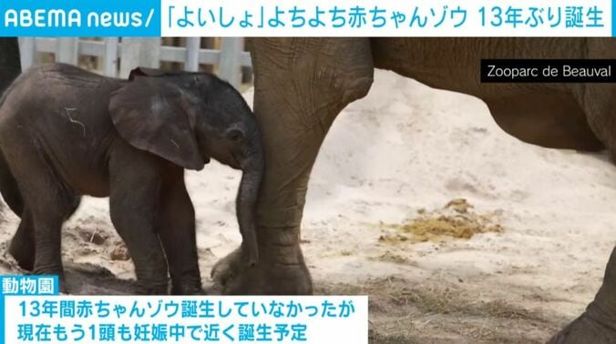 母親に寄り添う赤ちゃんゾウ