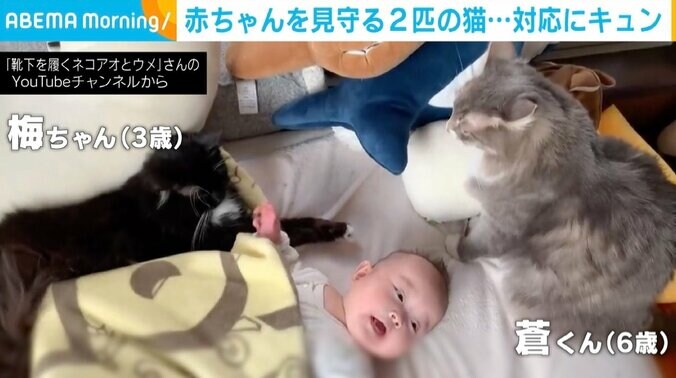 “モフモフ”猫を触りたい赤ちゃん されるがまま＆手をそっと抑える、見守り方の違う2匹に癒やされる 1枚目