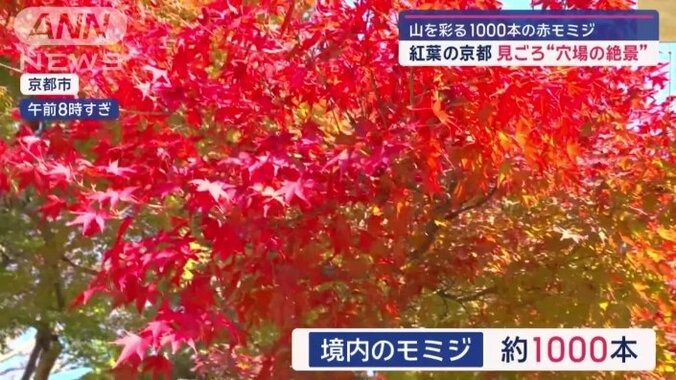 1000本のモミジが赤く染まる