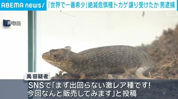 アデレードアオジタトカゲ