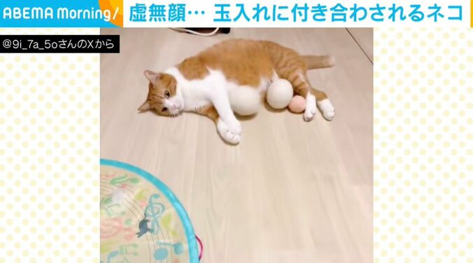 猫のきなこちゃん