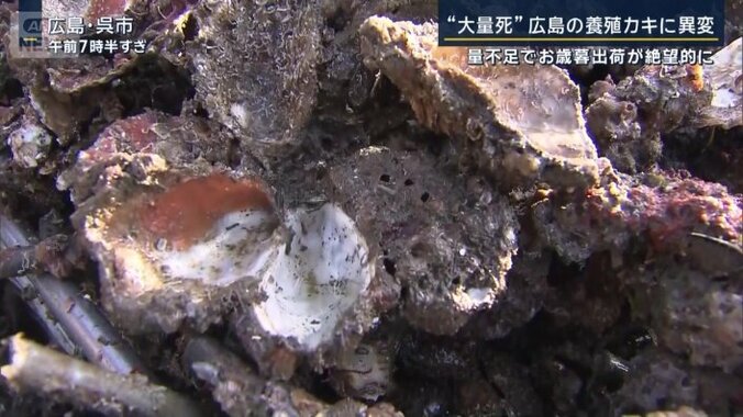 水揚げされたカキ