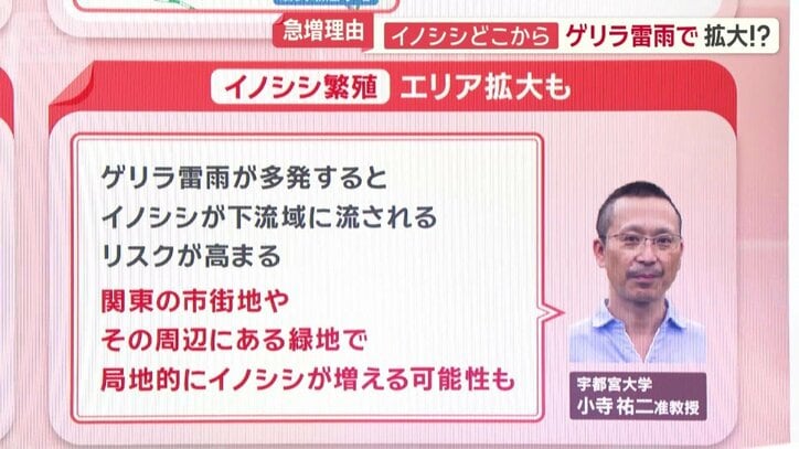 イノシシ繁殖　エリア拡大も