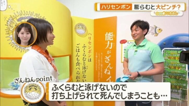 ハリセンボンのざんねんポイント
