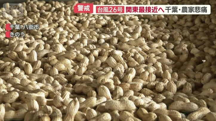 乾燥が重要な落花生