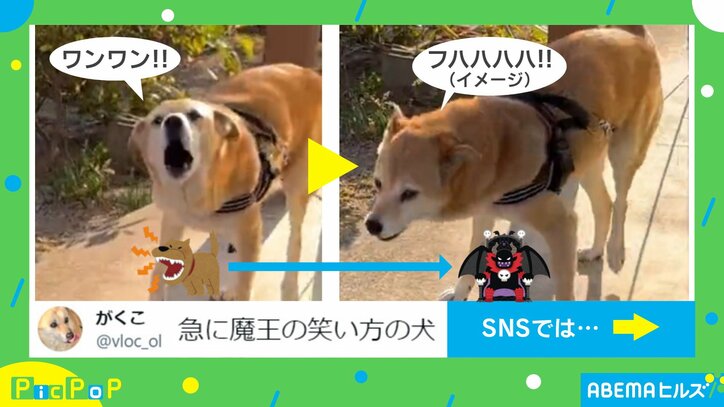 鳴き声が“魔王の笑い方”に変貌する犬 何度も聞きたくなる珍行動に「想像以上」「ループしちゃう」と反響