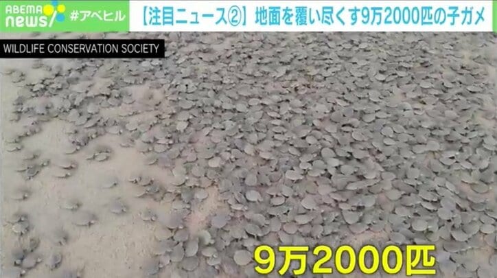 カメの赤ちゃん大量ふ化、9万匹以上がブラジルの砂浜に “生命の神秘”をカメラが撮影