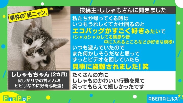 盗難にあいました 子猫の 華麗なる犯行 に称賛の声 ネコババ こんなドロボウなら大歓迎 国内 Abema Times