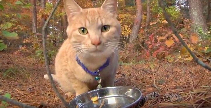 「前の猫は一体…？」長野・安曇野の猫が大集合　美しい風景＆猫にまったり癒されるにゃ
