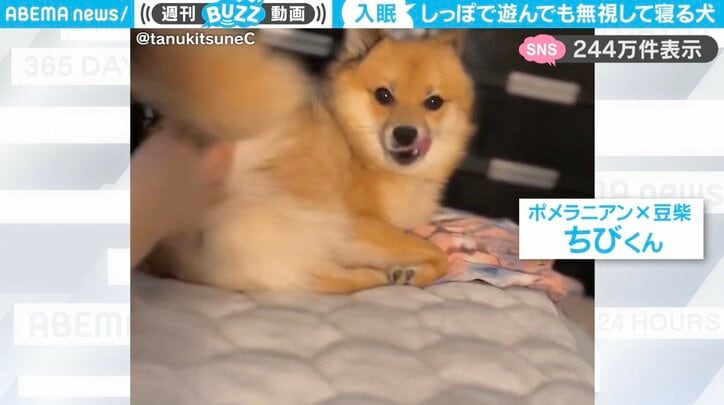 ポメ柴の「ちびくん」