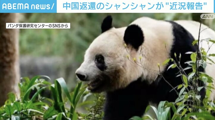 「ふるさとの竹を食べた」 中国返還のシャンシャンが“近況報告” | 国内 | ABEMA TIMES | アベマタイムズ