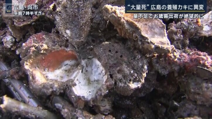 水揚げされたカキ